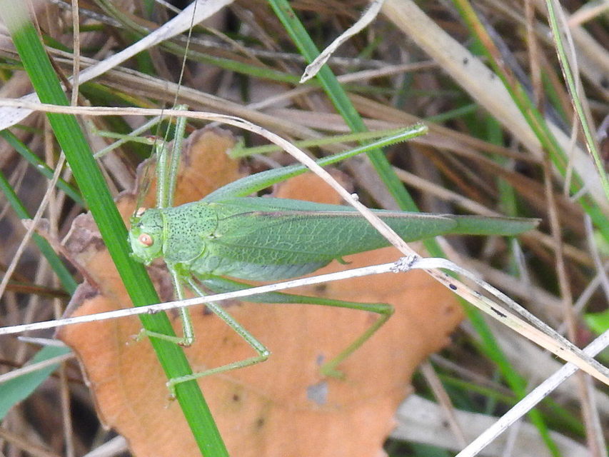Phaneroptera nana - pontozott repülőszöcske