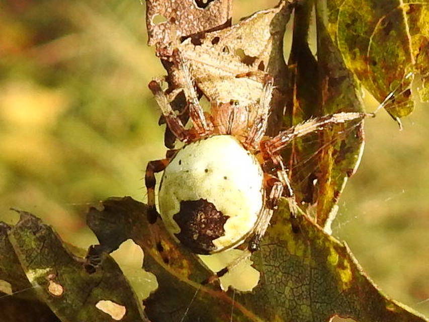 Araneus marmoreus - márványos keresztespók