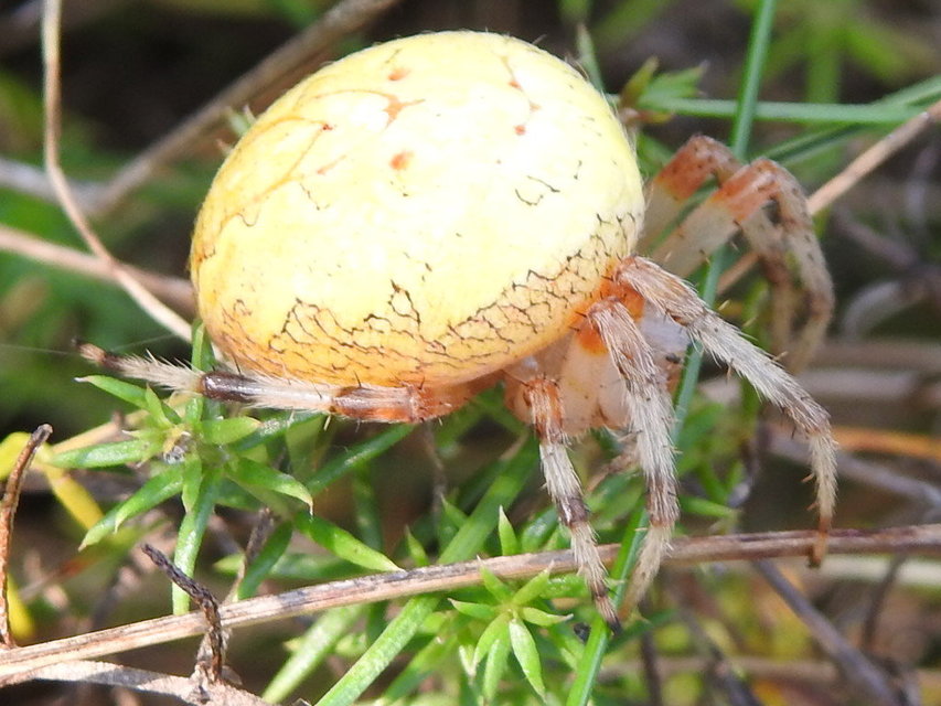 Araneus marmoreus - márványos keresztespók