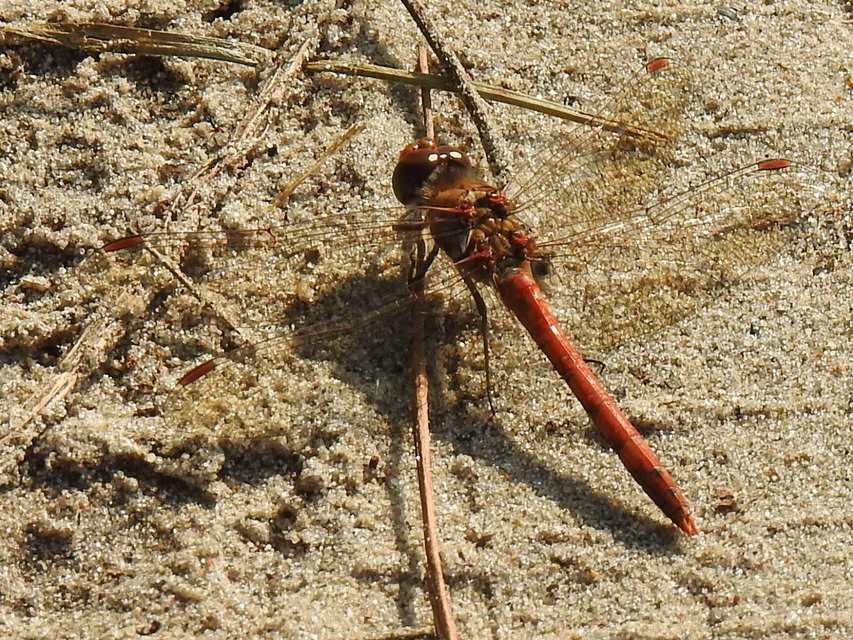 Sympetrum striolatum/vulgatum