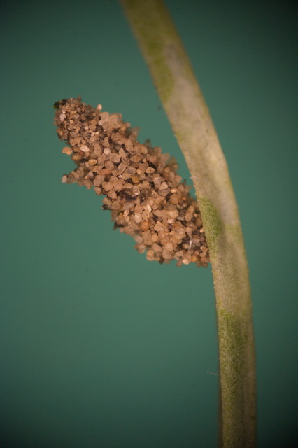 Coleophora niveistrigella - fátyolvirág-zsákosmoly