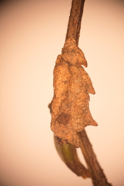 Coleophora siccifolia - hársfalevél-zsákosmoly