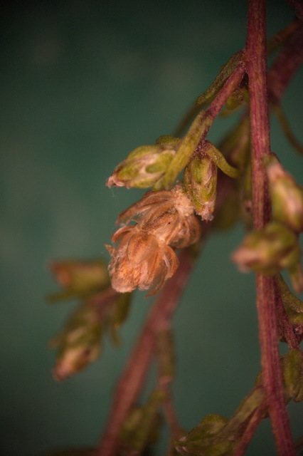 Coleophora granulatella - seprőüröm-zsákosmoly