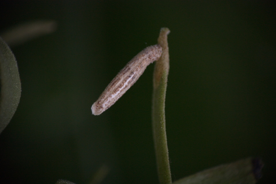 Coleophora frankii - sédkender-zsákosmoly