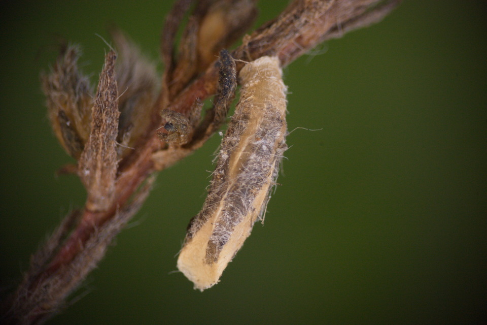 Coleophora hungariae - magyar zsákosmoly