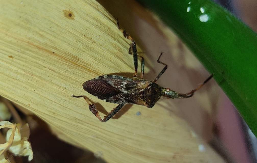 Leptoglossus occidentalis - nyugati levéllábú poloska