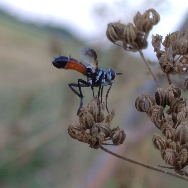 Cylindromyia