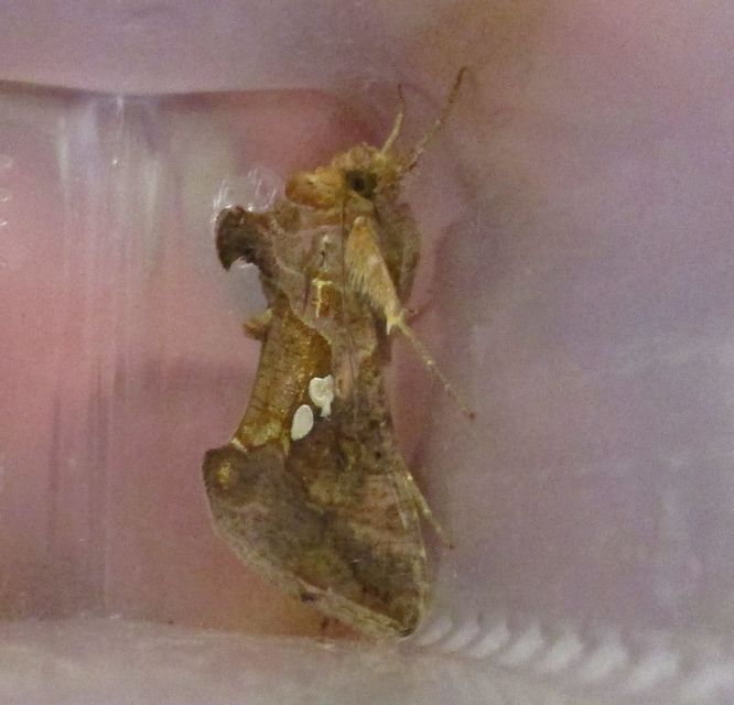 Chrysodeixis chalcites - déli aranybagoly