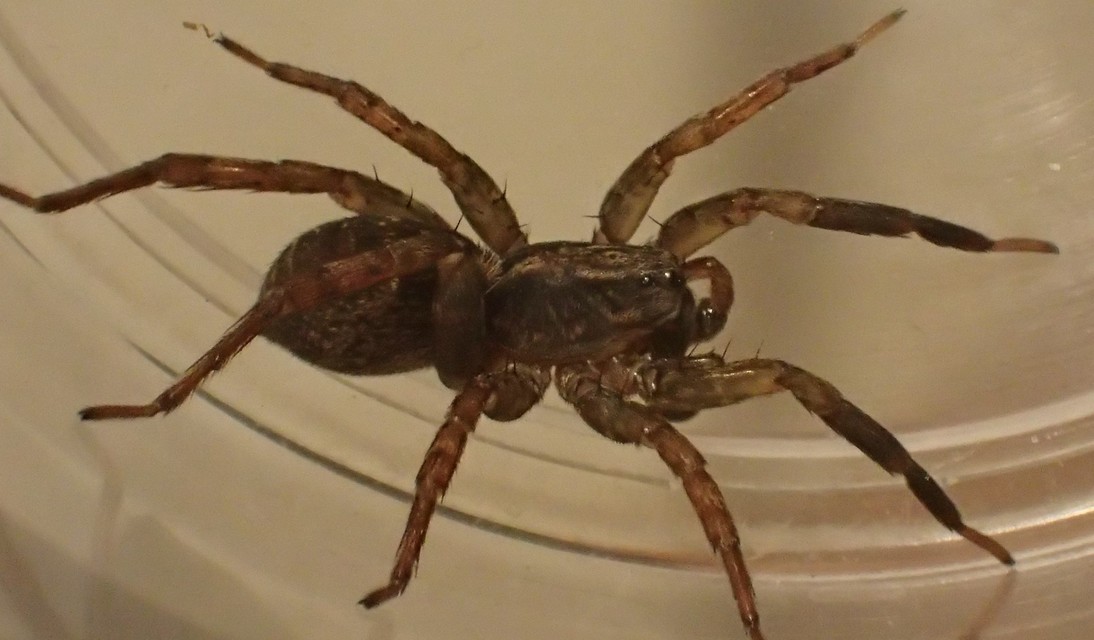 Trochosa