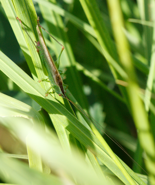 Conocephalus fuscus - kis kúpfejűszöcske