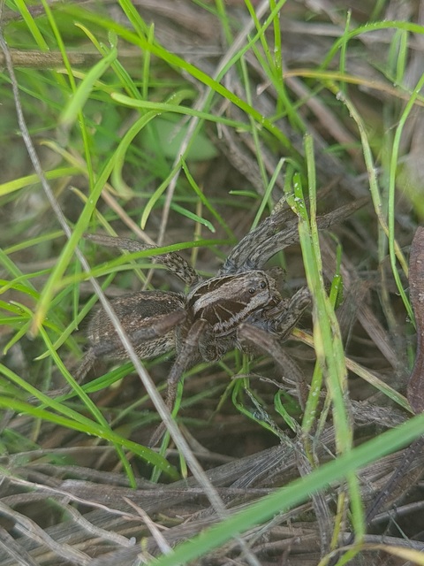 Hogna radiata - réti farkaspók