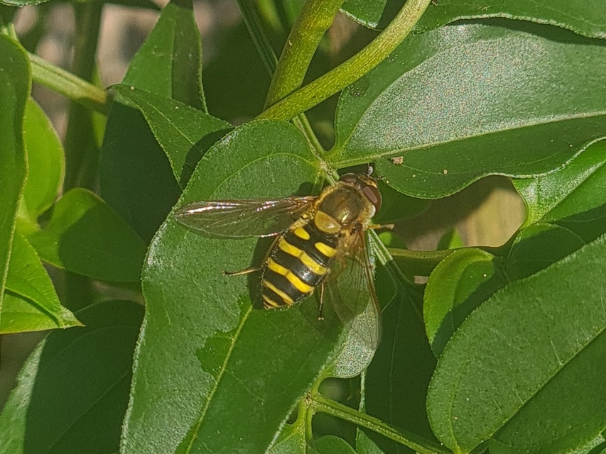 Syrphus