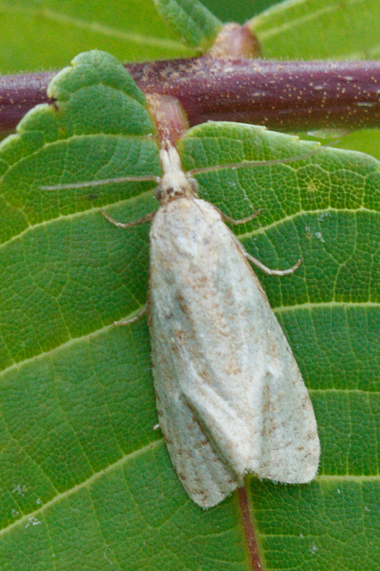 Phtheochroa inopiana - turjáni sárgamoly