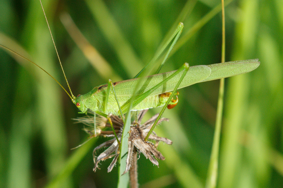Phaneroptera nana - pontozott repülőszöcske