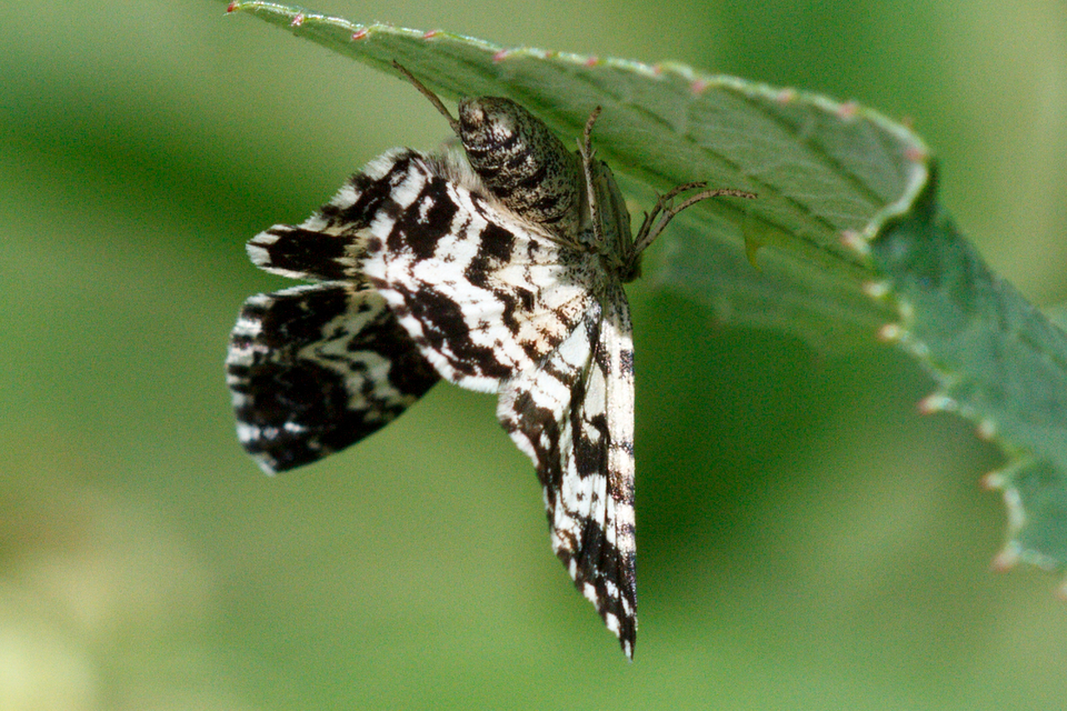 Epirrhoe tristata - gyászos tarkaaraszoló