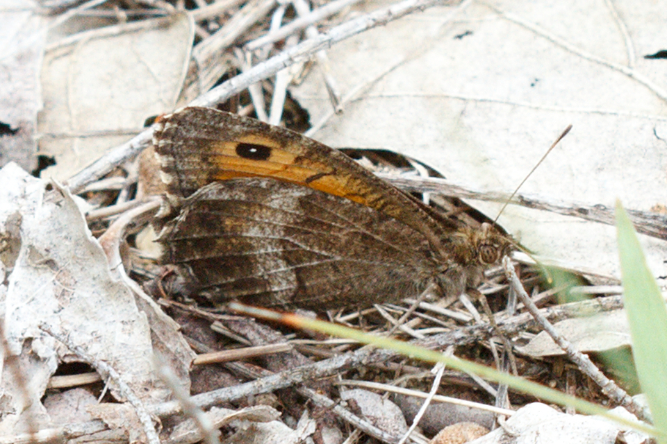 Arethusana arethusa - közönséges szemeslepke