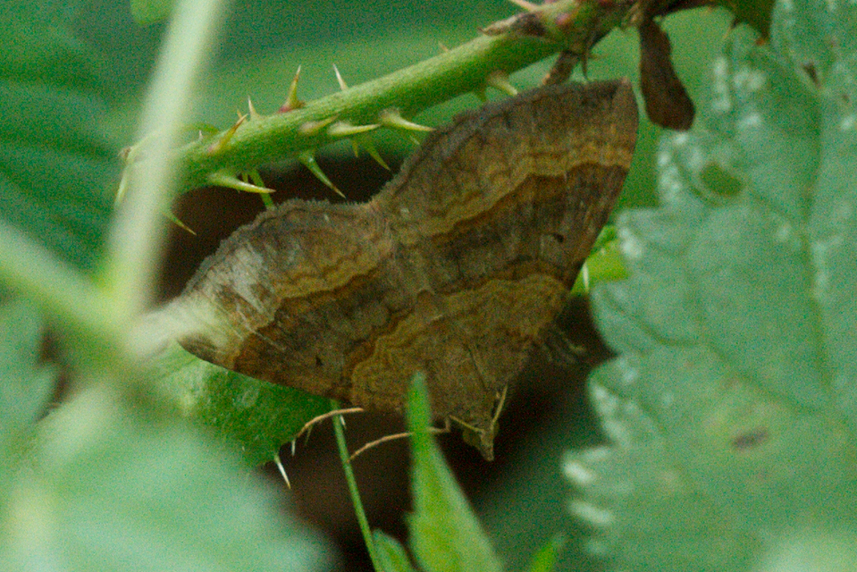 Scotopteryx chenopodiata - libatop-araszoló