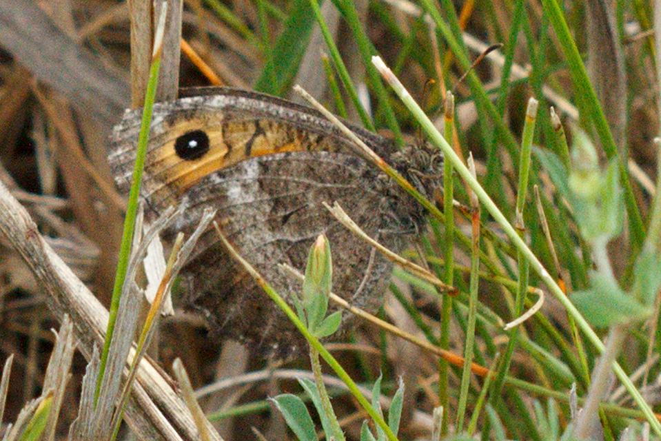 Arethusana arethusa - közönséges szemeslepke