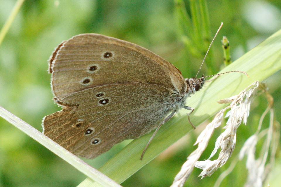 Aphantopus hyperanthus - közönséges ökörszemlepke