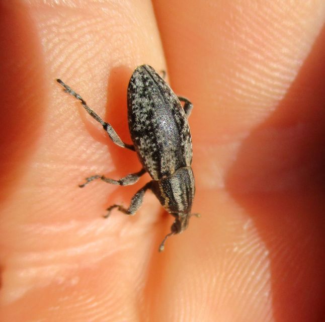 Pseudocleonus cinereus - hamvas barkó