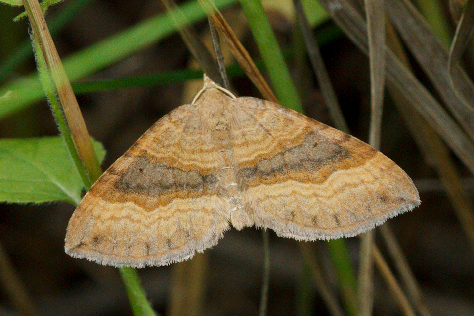 Scotopteryx chenopodiata - libatop-araszoló