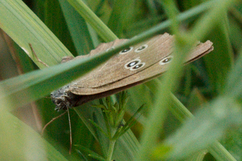 Aphantopus hyperanthus - közönséges ökörszemlepke