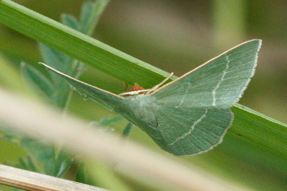Chlorissa viridata/cloraria