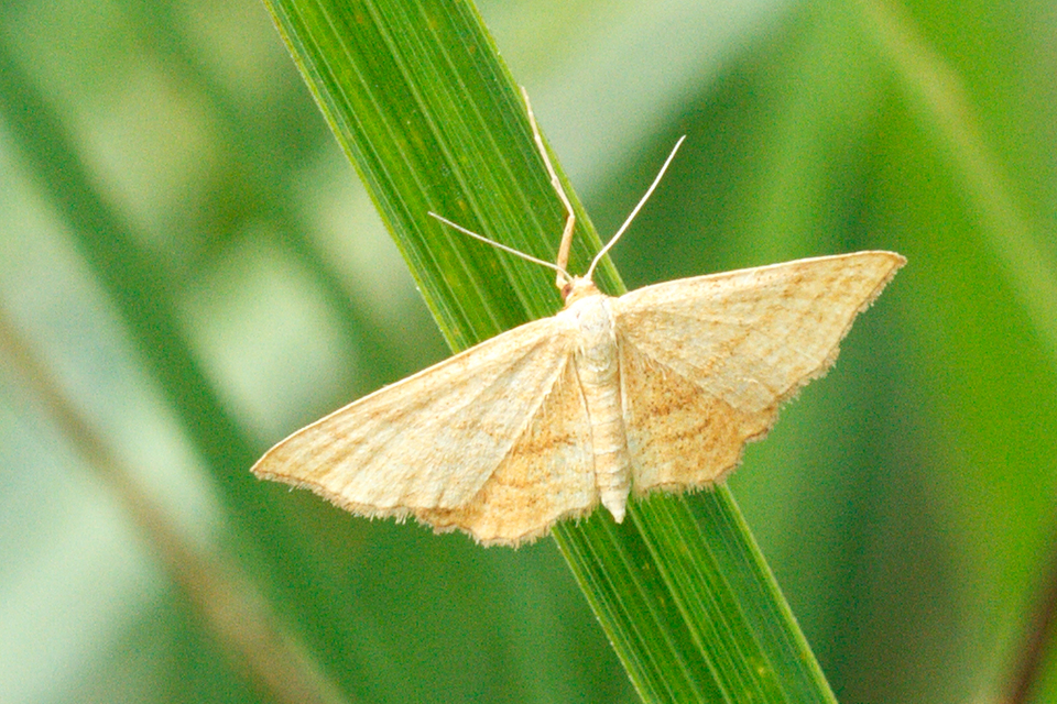 Idaea ochrata - okkerszínű sávosaraszoló