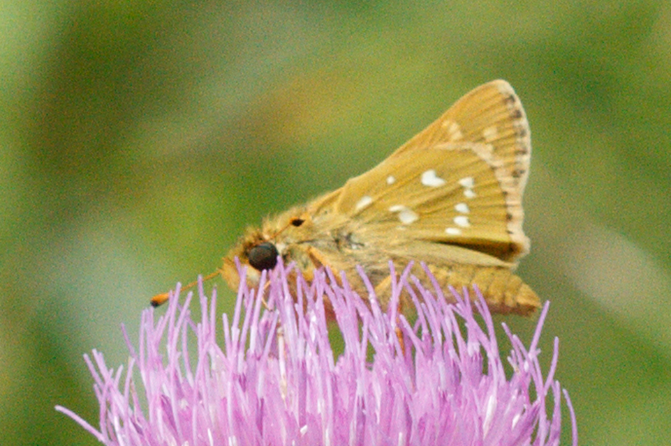 Hesperia comma - vesszős busalepke