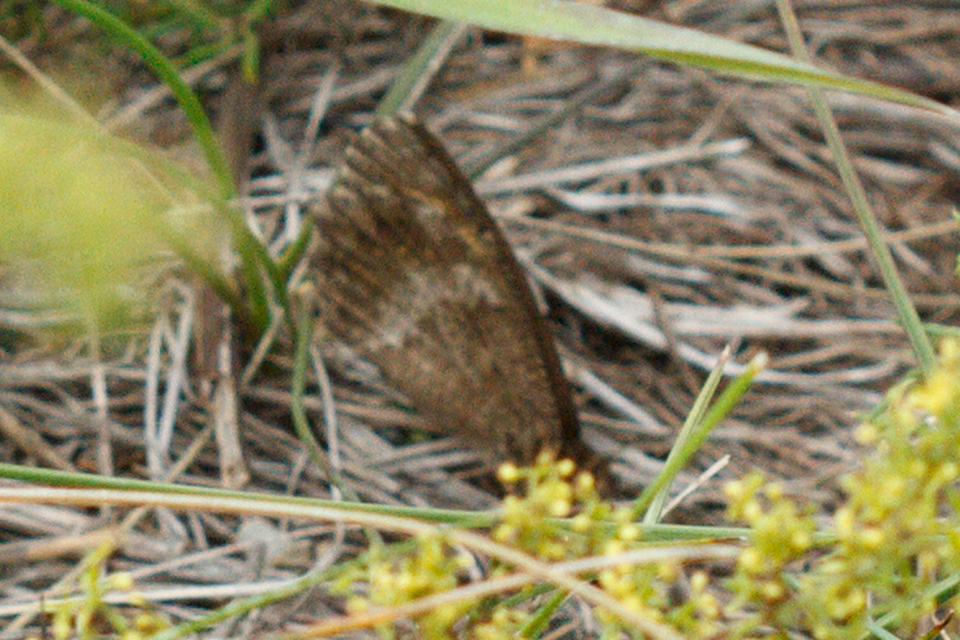 Arethusana arethusa - közönséges szemeslepke
