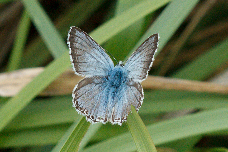 Polyommatus coridon - ezüstkék boglárka
