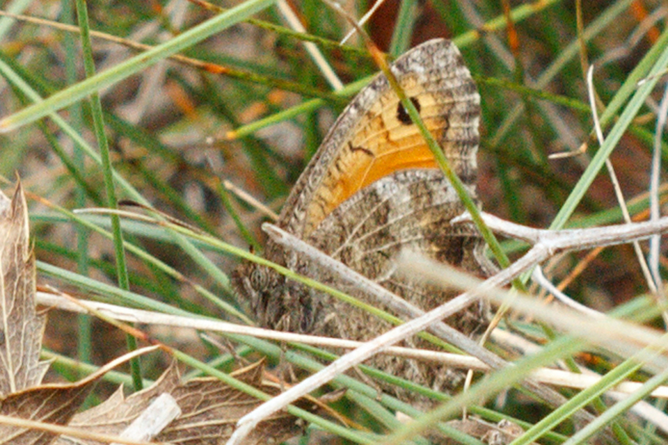 Arethusana arethusa - közönséges szemeslepke