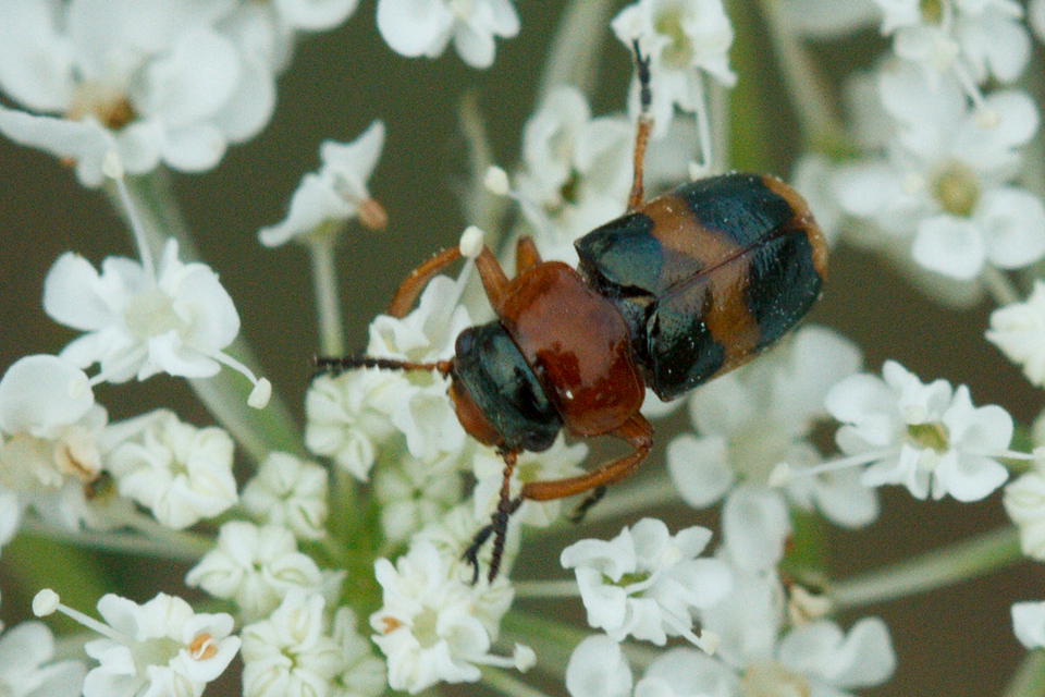 Coptocephala unifasciata - sárgalábú hullóbogár
