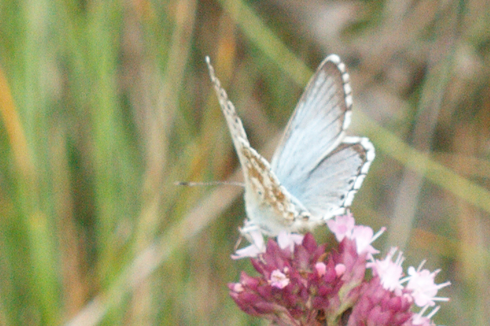 Polyommatus coridon - ezüstkék boglárka
