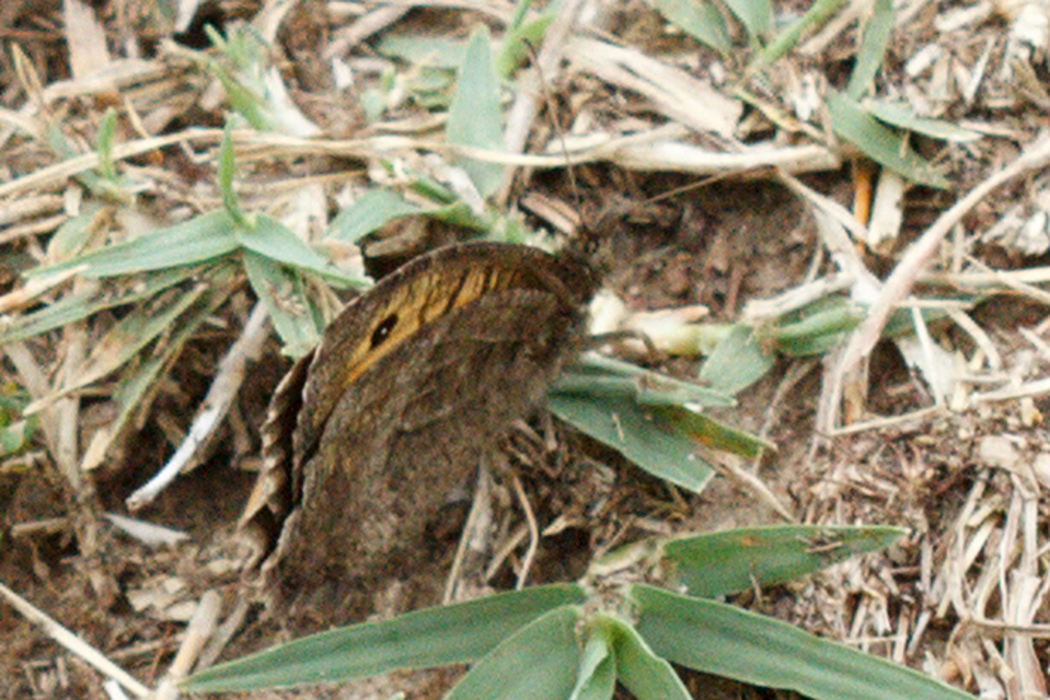Arethusana arethusa - közönséges szemeslepke