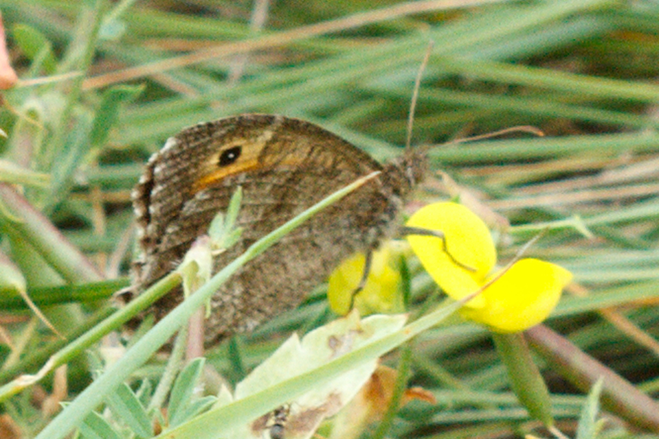 Arethusana arethusa - közönséges szemeslepke