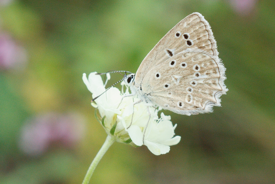 Polyommatus daphnis - csipkés boglárka