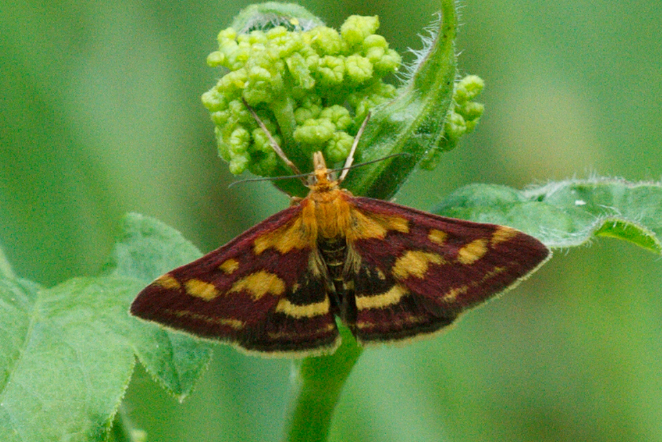 Pyrausta purpuralis - közönséges bíbormoly