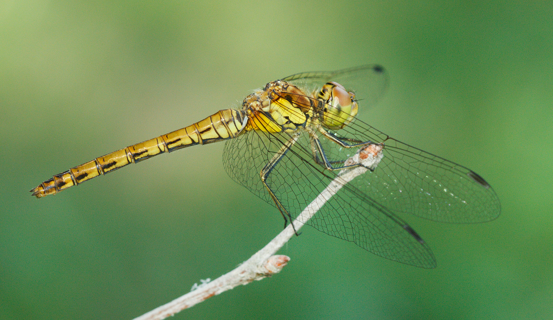 Sympetrum striolatum - harántsávos katona-szitakötő