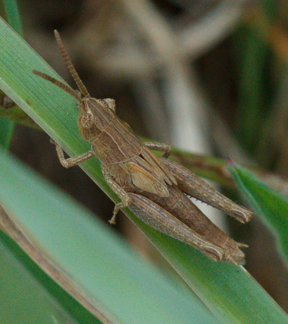 Chorthippus (Chorthippus) (subgenus)