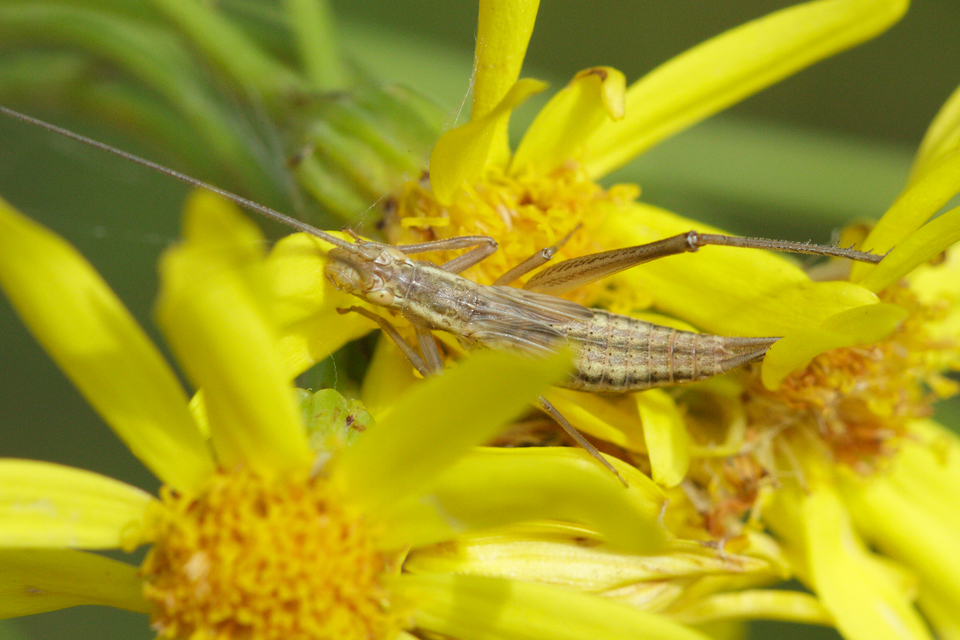 Oecanthus pellucens - pirregőtücsök