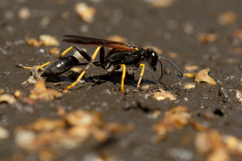 Sceliphron caementarium - feketenyelű lopódarázs