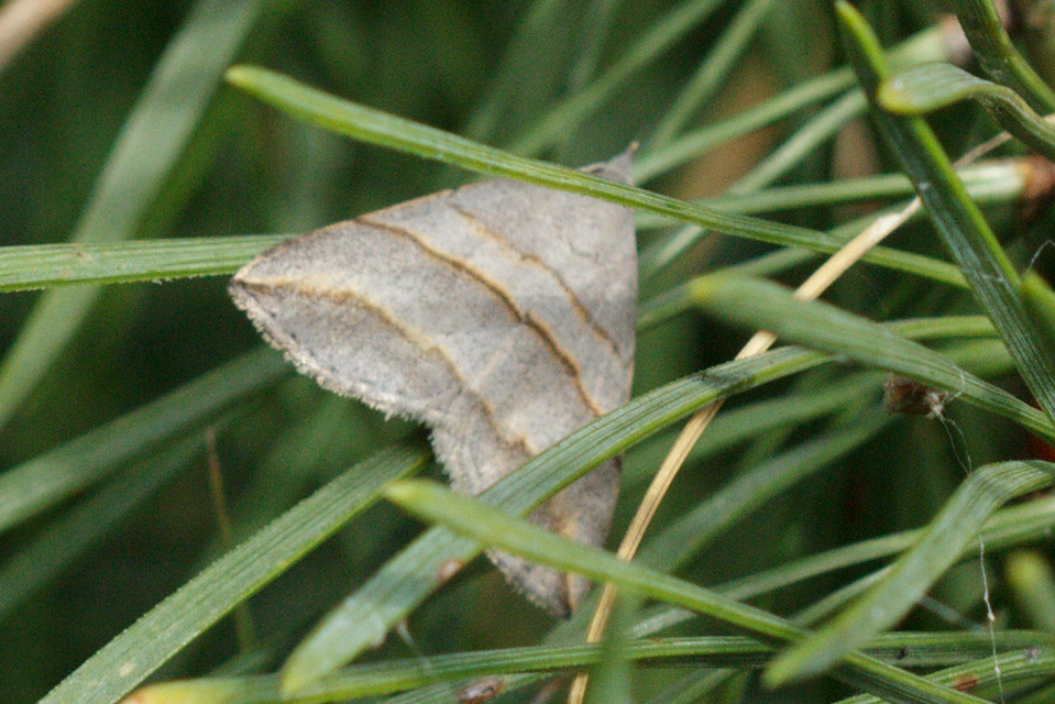 Colobochyla salicalis - háromsávos törpebagoly