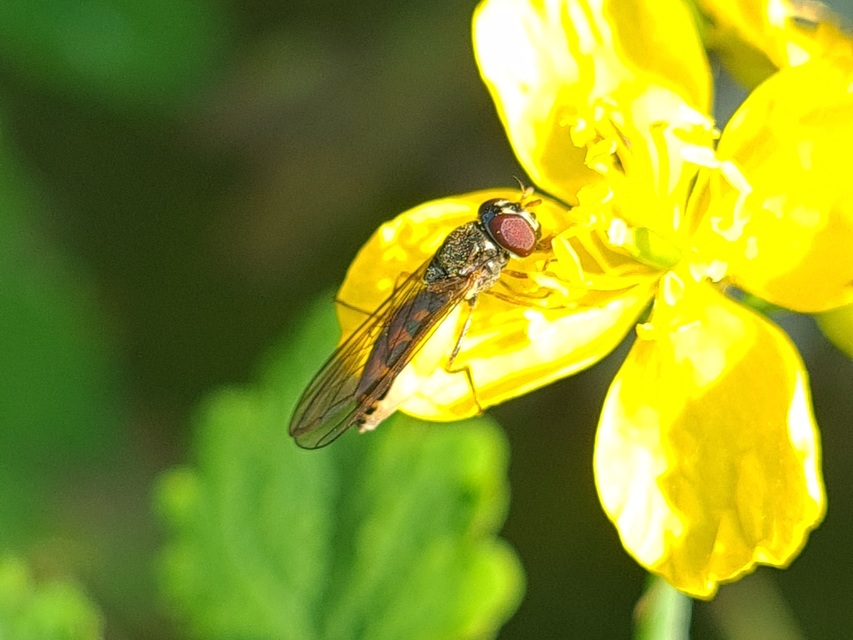 Melanostoma mellinum - gyakori fűzengőlégy