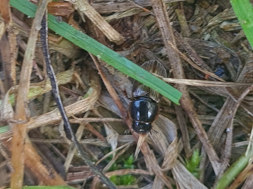 Aphodius prodromus - sárgalábú trágyabogár
