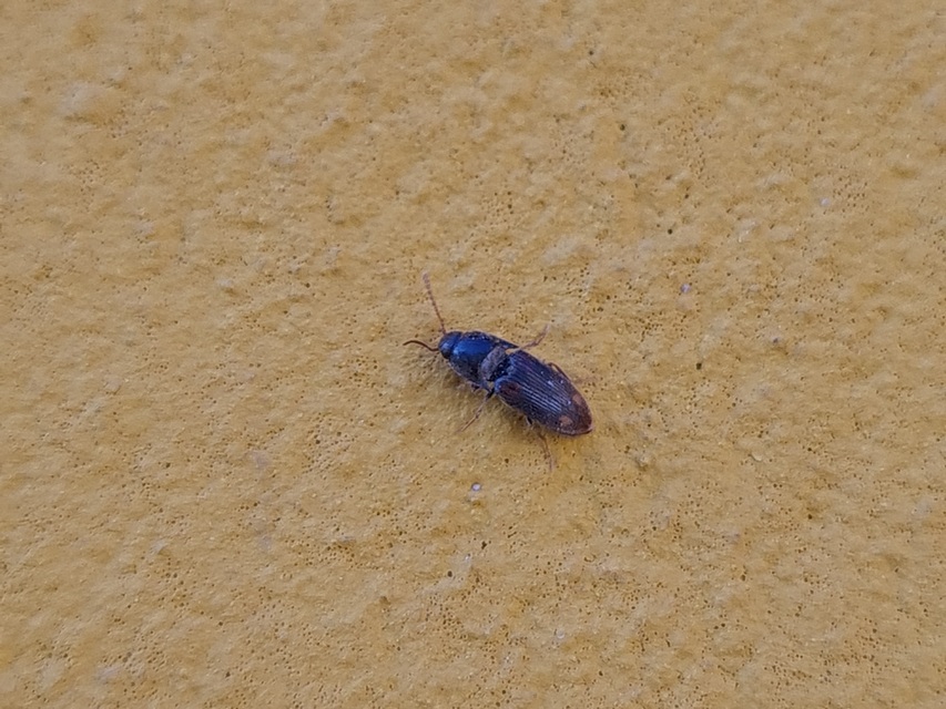 Drasterius bimaculatus - változékony pattanó