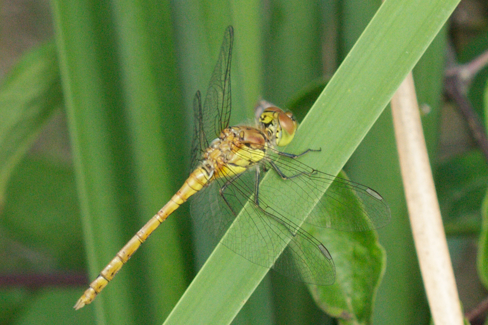 Sympetrum striolatum - harántsávos katona-szitakötő