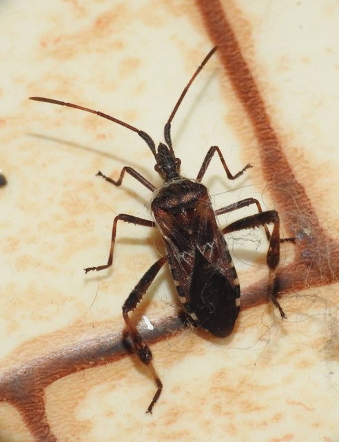 Leptoglossus occidentalis - nyugati levéllábú poloska