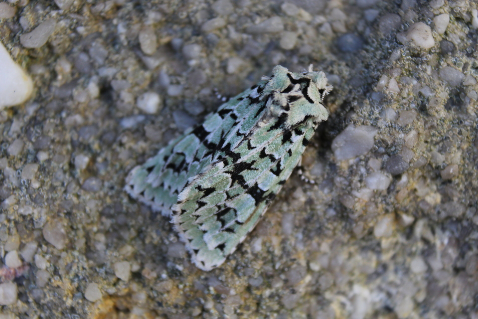 Griposia aprilina - őszi zöldbagoly