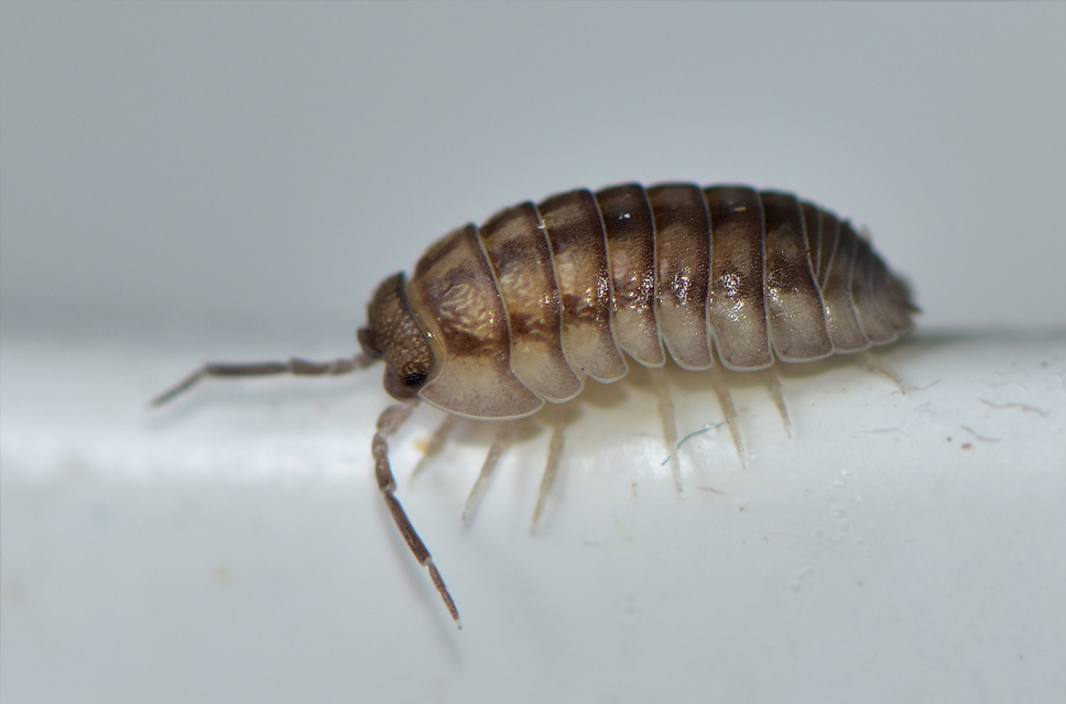 Armadillidium nasatum - üvegházi gömbászka